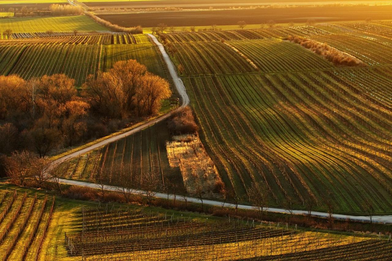 Vinný sklep Vinoza Velké Bílovice Exteriér fotografie