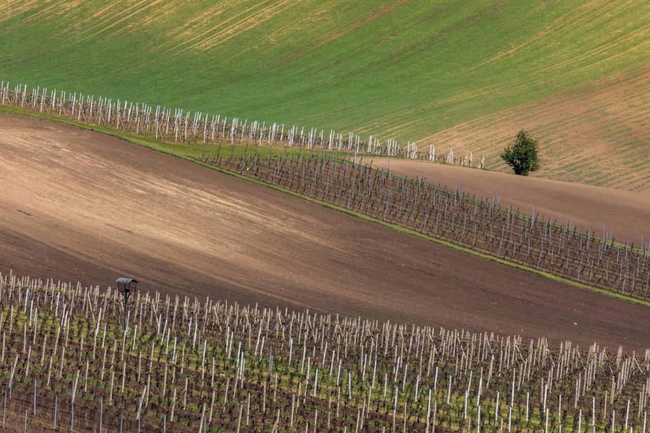Vinný sklep Vinoza Velké Bílovice Exteriér fotografie