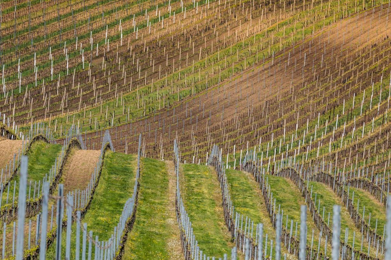 Vinný sklep Vinoza Velké Bílovice Exteriér fotografie